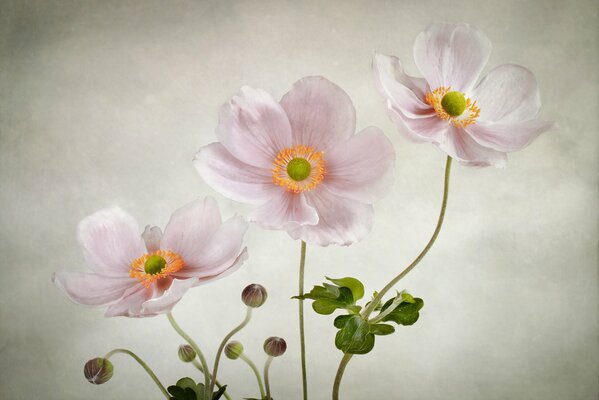 Hintergrund der zarten rosa Anemone