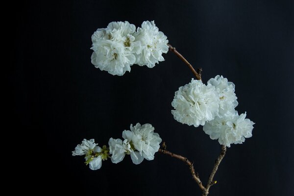 White flowers on branches on a dark background