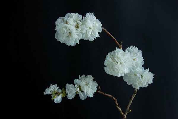 Flores blancas en ramas sobre un fondo oscuro