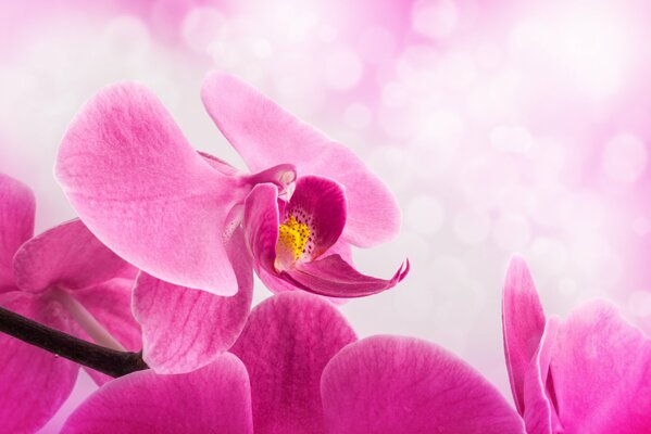 Pink Orchid macro shooting