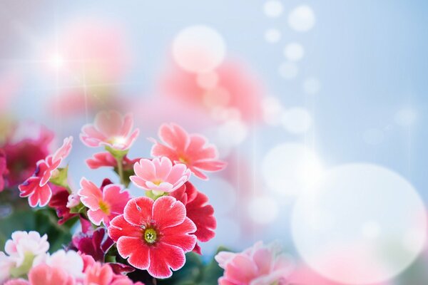 Blumen im Bokeh-Stil rosa