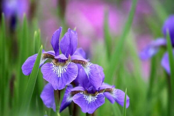 Blooming irises close-up