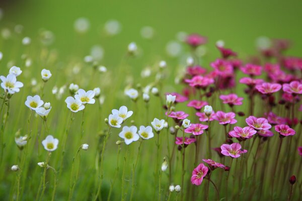 Kleine feldweiße und rosa Blüten