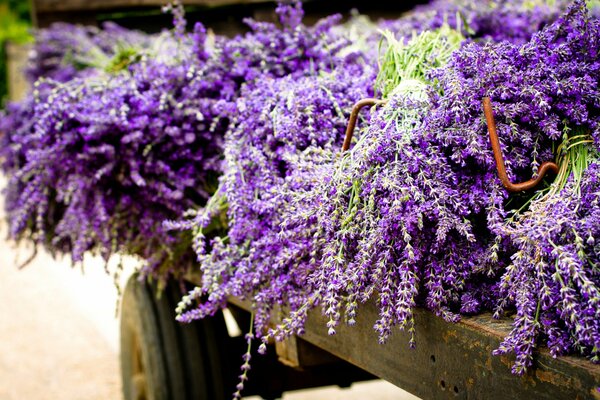 Lavande parfumée dans des palettes en bois