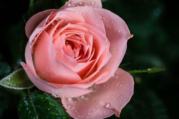 Pink rose with dew drops