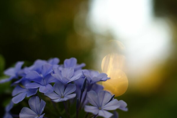 Beautiful flowers on a blurry lawn