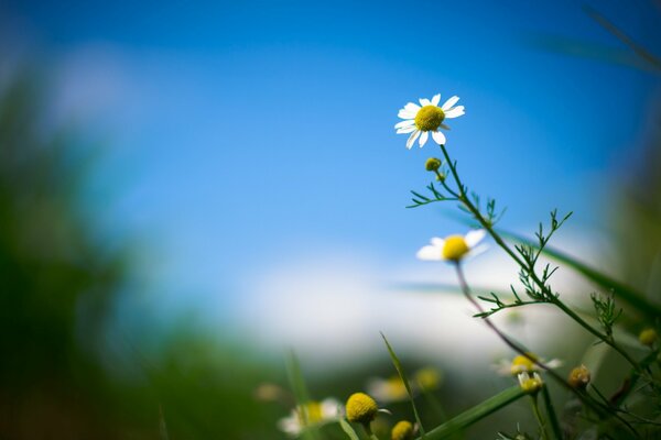 Marguerites dans un champ avec un fond flou