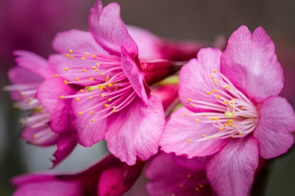 Цветущая сакура розовые цветы