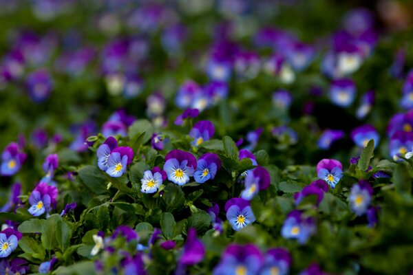 Viole del pensiero primo piano