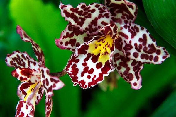 Fleur tropicale exotique dans une tache