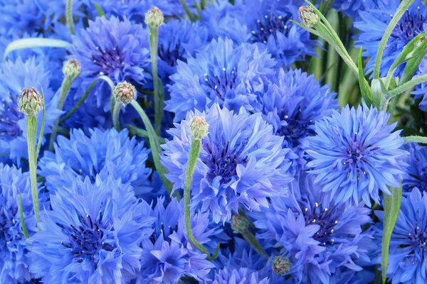 Blue flowers cornflowers on the field