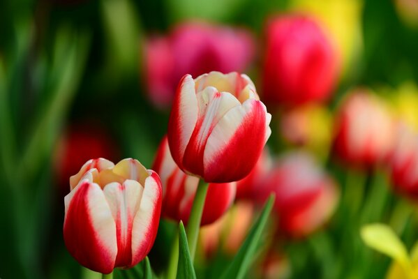 Spring is the time of beautiful tulips