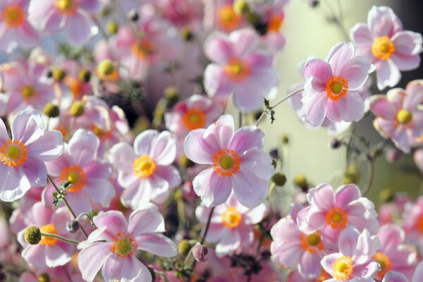 Schöne sommerrosa Blumen