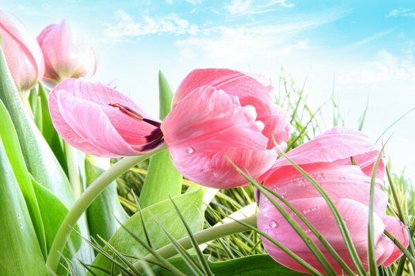Au printemps, non seulement les tulipes fleurissent, mais aussi les cœurs des femmes
