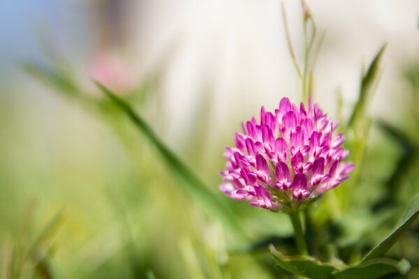 Blooming clover close-up