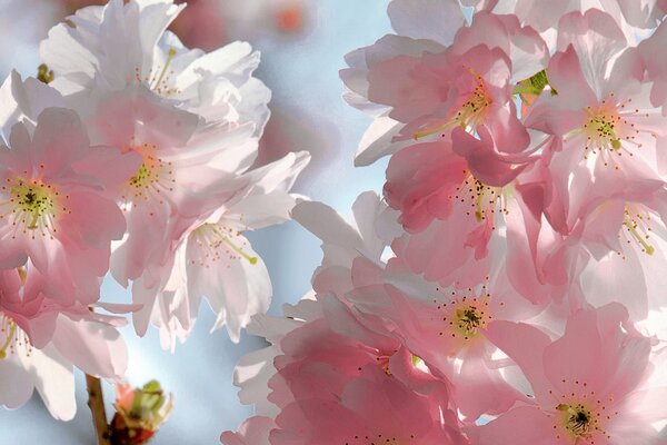 I primi fiori più delicati della primavera della ciliegia