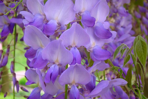 Lila Blüten mit grünen Blättern Nahaufnahme