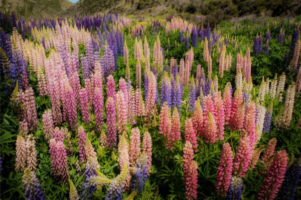 New Zealand lupin blossom