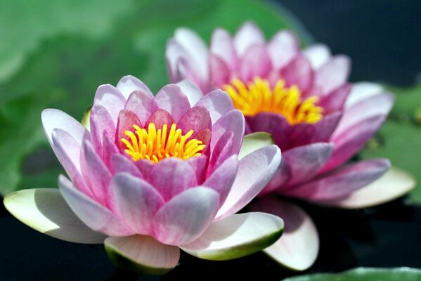 Beautiful flowers water lilies