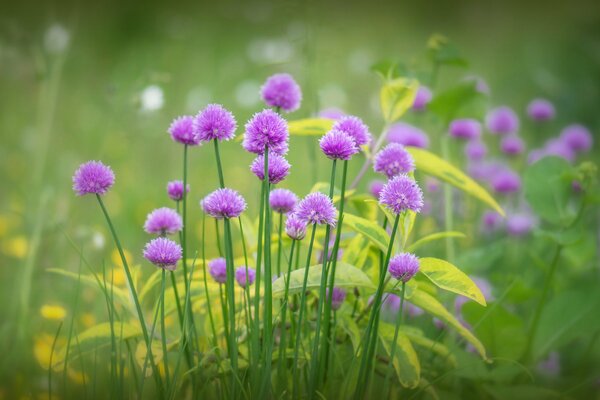 Flores Lilas. Hierba. El florecimiento de la naturaleza