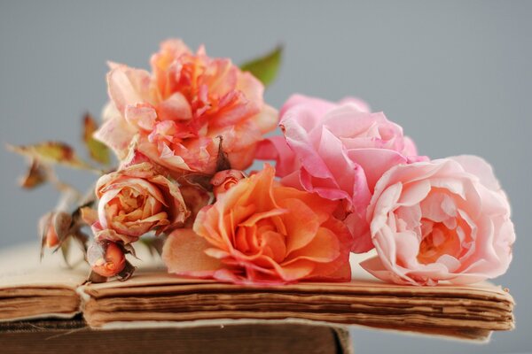 Orange roses on old pages