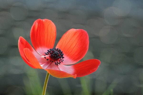 Красный цветок анемона на сером фоне