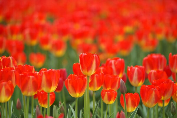 Tapis rouge du champ de Printemps