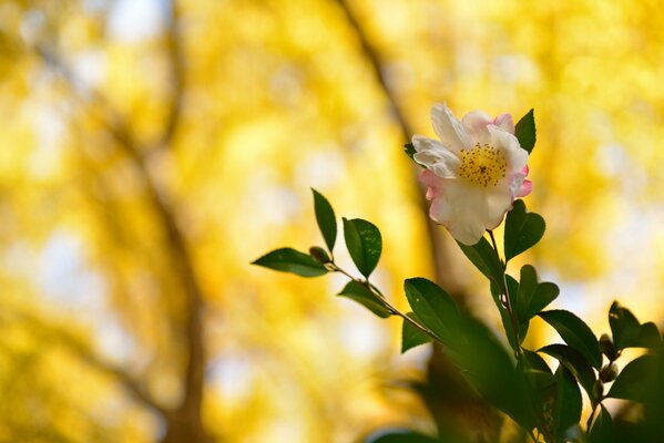 Délicates fleurs blanches et roses sur fond flou de feuilles jaunes