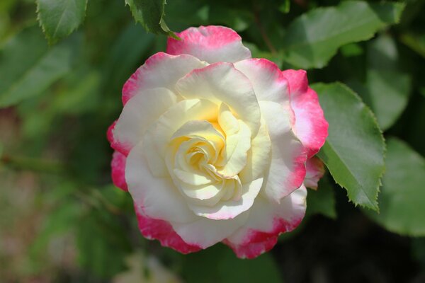 Gently white-pink alluring petals