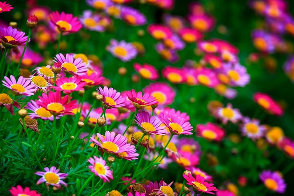 Pequeñas flores brillantes en un claro verde