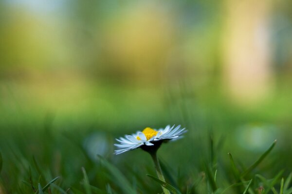 Camomille parmi l herbe sur fond flou