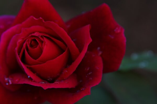 Rose rouge vif de l amour