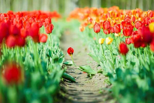 A garden with tulips. Widescreen wallpaper