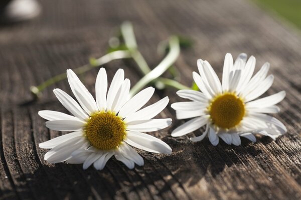 Full-screen wallpaper white daisies