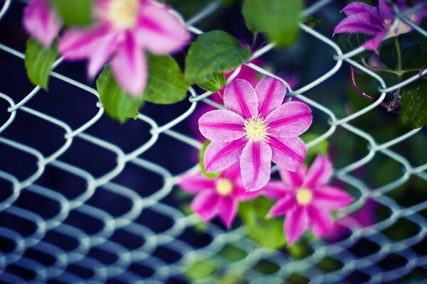 The flowers open in a pink shade