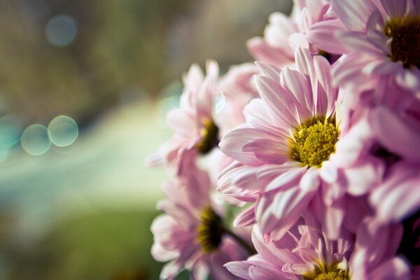 Bouquet de fleurs roses closeup