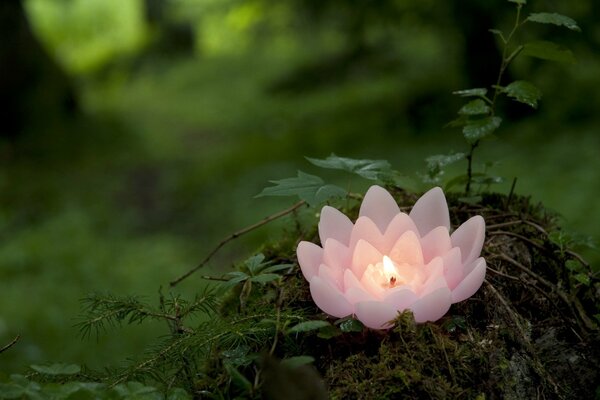 Dans la forêt verte, une bougie allumée dans une fleur de Lotus