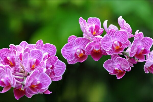 Bright pink orchid on a green background