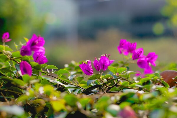 Rosa Blüten auf Zweigen mit Tau