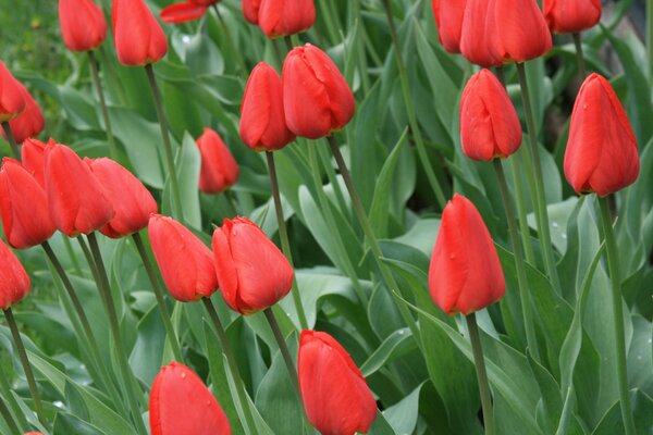 Red tulips. Spring mood