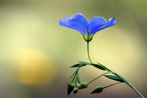 Blue beautiful flower close-up