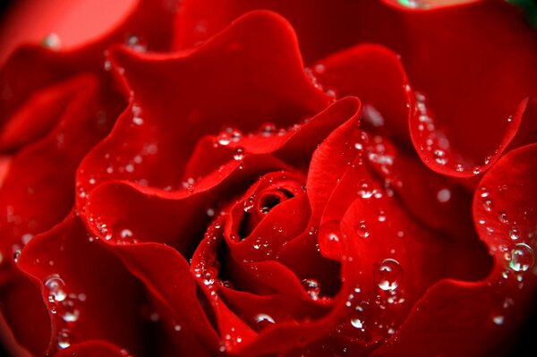 Rosas rojas ardientes con pequeñas gotas
