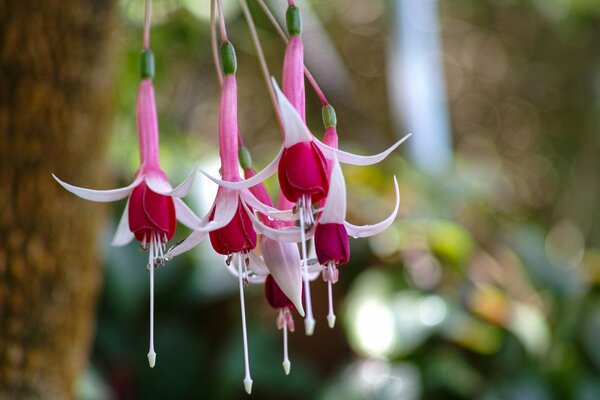 Highlights of dew drops on white-pink fuchsia