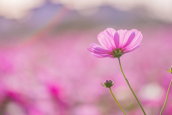 Pink flowers. A field with pink flowers. Blurring