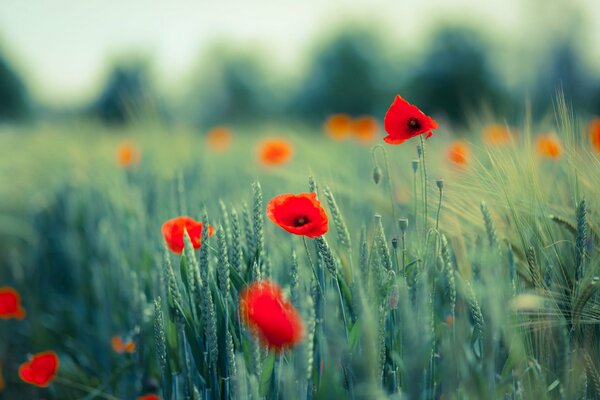 Ears of poppies on a green field