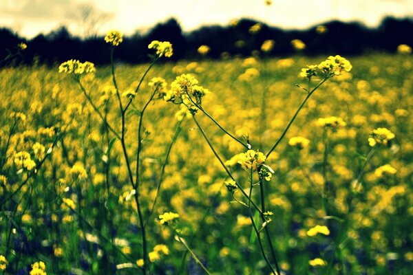 Feld mit gelben Bokeh-Farben