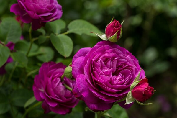 Bourgeons de belles roses pourpres