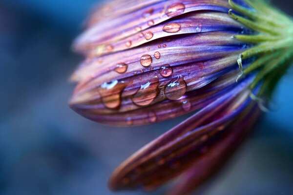 Petals with water drops in macro