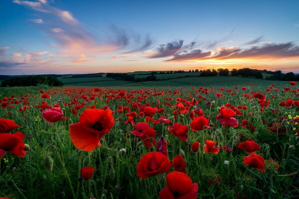 Beau coucher de soleil dans le champ de pavot