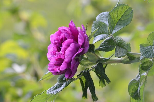 Fleur rose pourpre sur fond vert